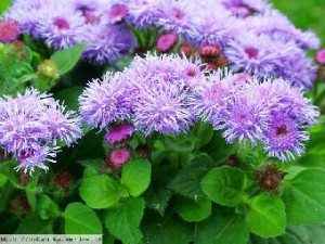 ageratum-houstonianum---nestarec-mexicky.jpg